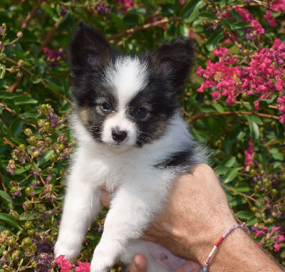 CHIOT 2