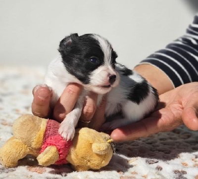 CHIOT 3