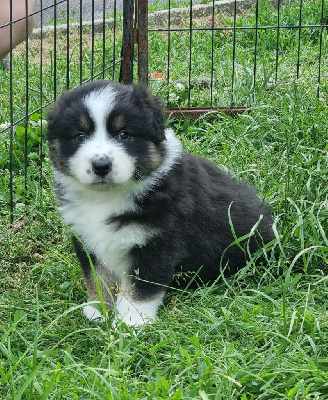 CHIOT 2