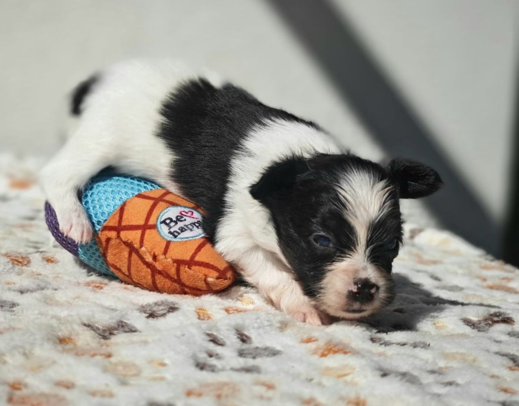 of Piek'Shawi - Chiots disponibles - Epagneul nain Continental (Papillon)