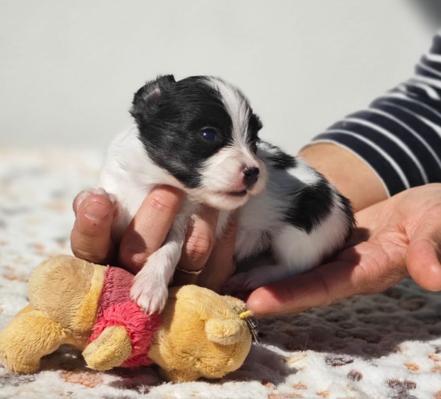 of Piek'Shawi - Chiots disponibles - Epagneul nain Continental (Papillon)