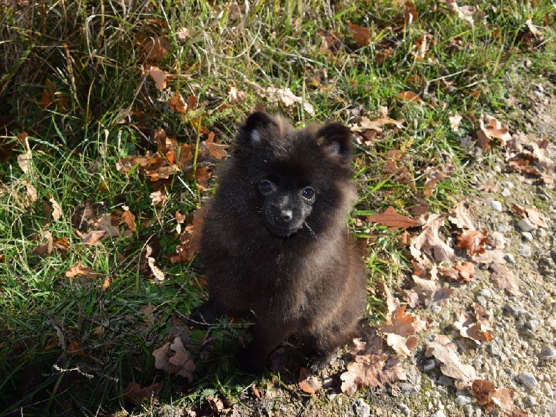 Chiot Spitz allemand of Piek'Shawi