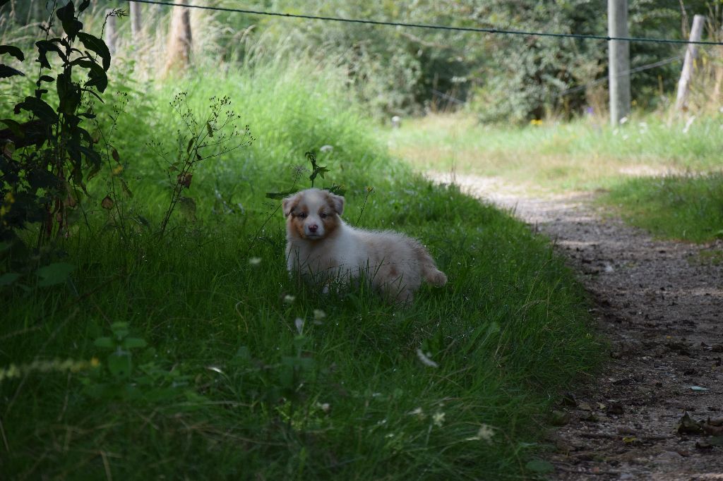 of Piek'Shawi - Berger Australien - Portée née le 09/06/2017