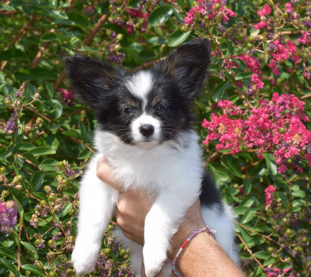 of Piek'Shawi - Chiots disponibles - Epagneul nain Continental (Papillon)