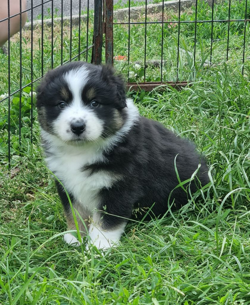 of Piek'Shawi - Chiots disponibles - Berger Australien