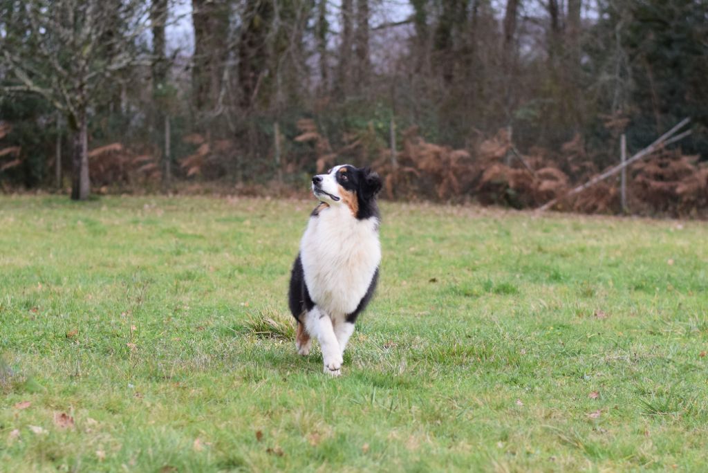 Chiot Berger Australien of Piek'Shawi