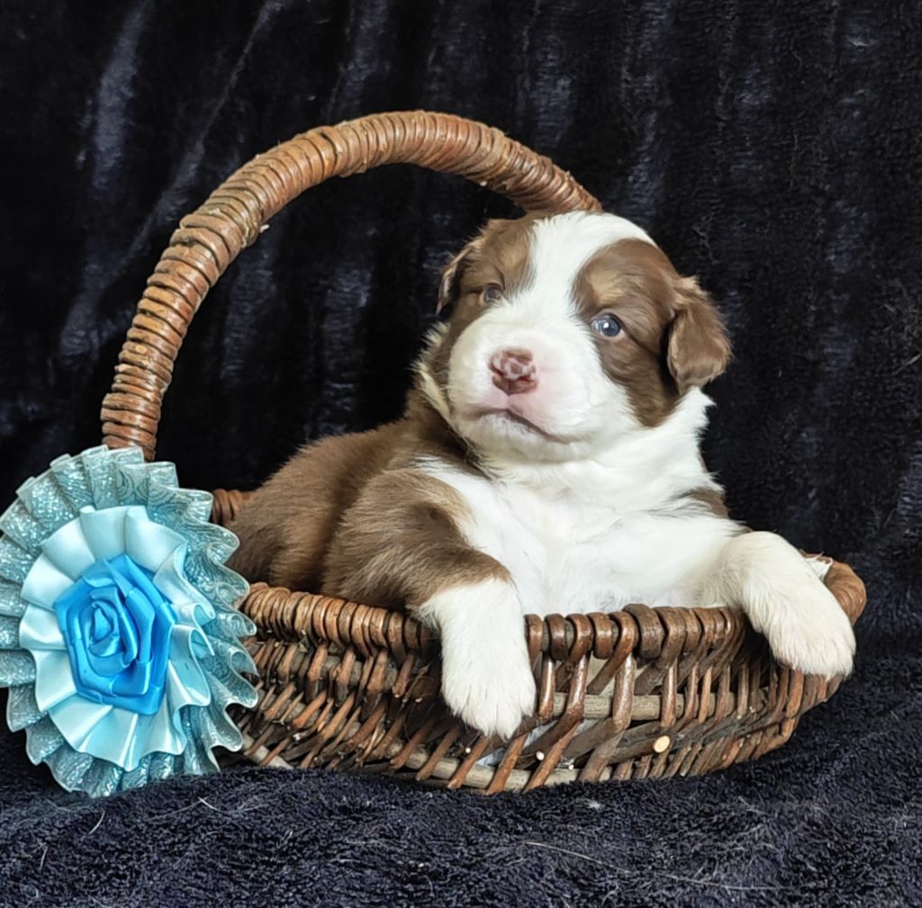 of Piek'Shawi - Chiots disponibles - Berger Australien