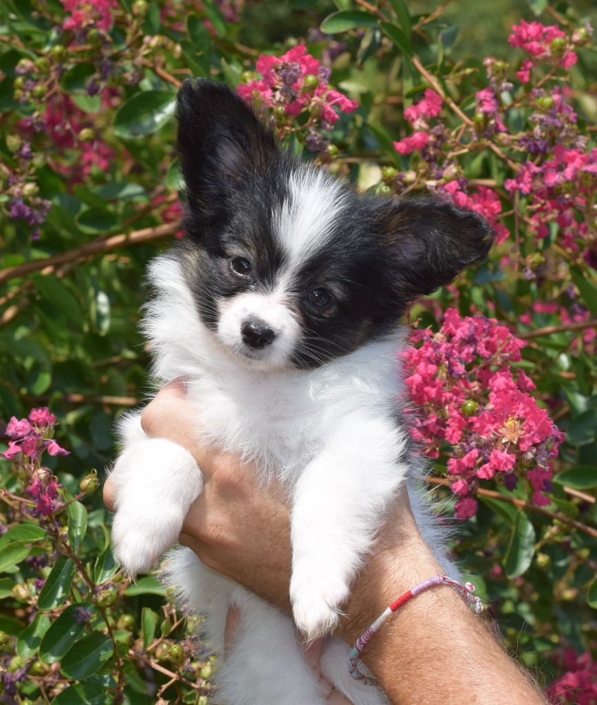 of Piek'Shawi - Chiots disponibles - Epagneul nain Continental (Papillon)