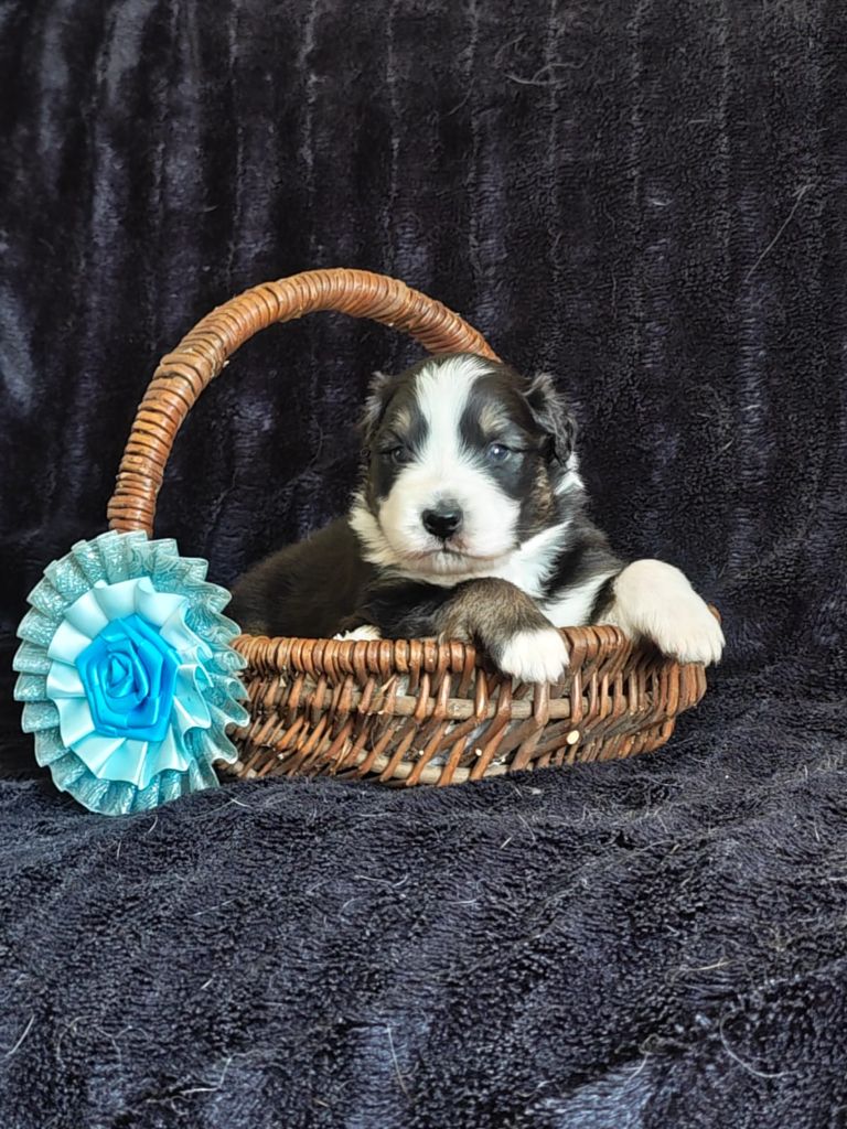 of Piek'Shawi - Chiots disponibles - Berger Australien